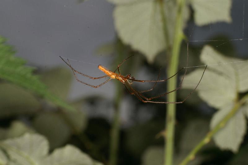 Tetragnatha_montana_D4963_Z_93_Les Gris_Frankrijk.jpg